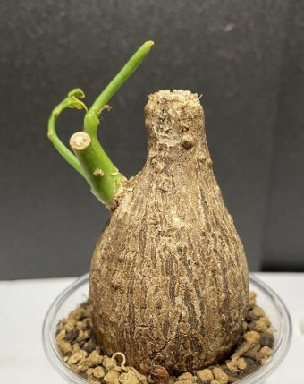 Adenia viridiflora seeds