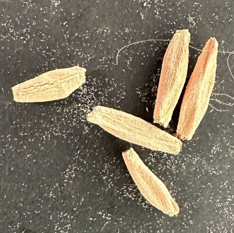 Adenium Blackskin SPR × DDC seeds