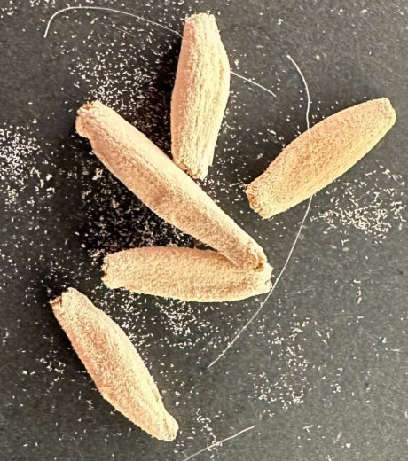 Adenium Blackskin SPR × KHZ seeds