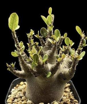 Adenium Blackskin Soco seeds