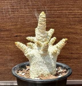 Adenium D.H.A Thai seeds