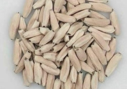 Adenium Tyson seeds