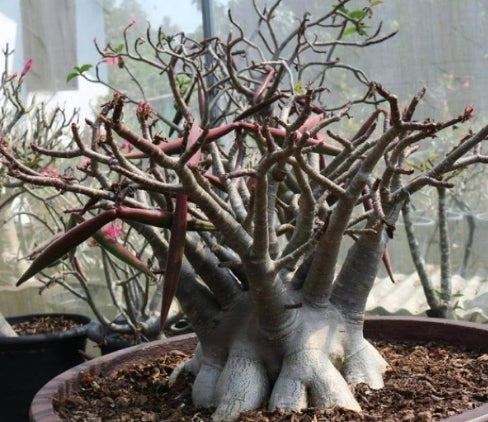 Adenium arabicum Black panther seeds