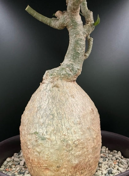 Adenium somalense seeds