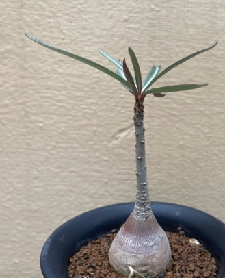 Adenium somalense var. crispum seeds