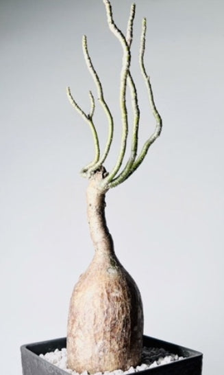 Adenium swazicum seeds