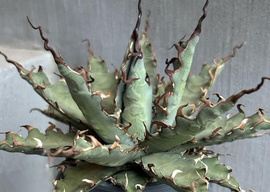 Agave Uthaensis var. eborospina seeds