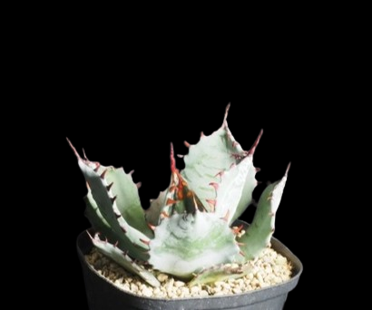 Agave shrevei subsp. matapensis seeds