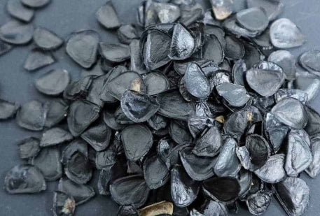 Agave americana seeds