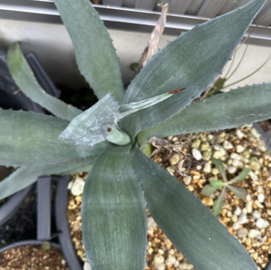 Agave americana seeds