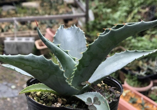 Agave asperrima ssp zarcensis seeds