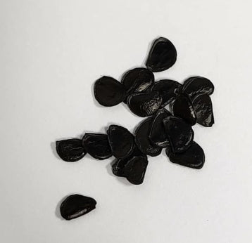 Agave avellanidens seeds