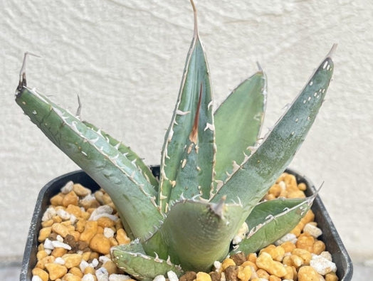 Agave ghiesbreghtii seeds