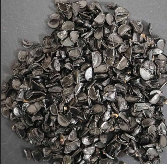 Agave gracielae seeds