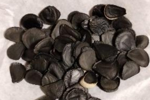 Agave havardiana seeds