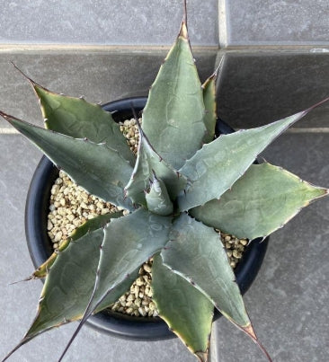 Agave havardiana seeds