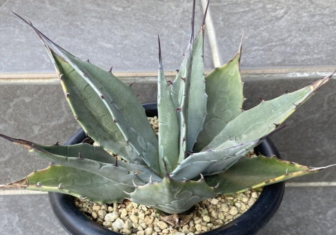 Agave havardiana seeds