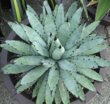 Agave macroacantha seeds