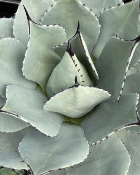 Agave parryi ssp. parryi seeds