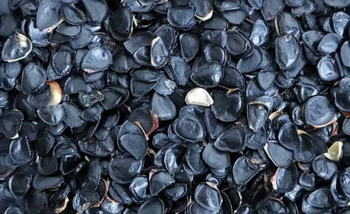 Agave parryi ssp parryi seeds