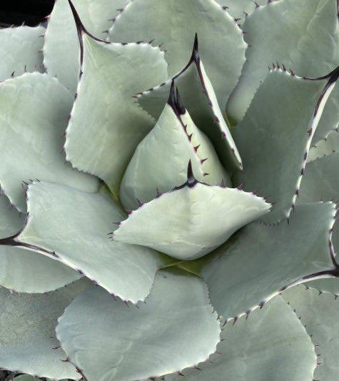 Agave parryi ssp parryi seeds