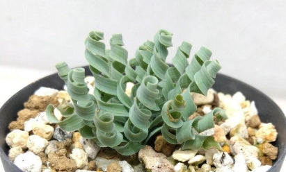 Albuca concordiana seeds