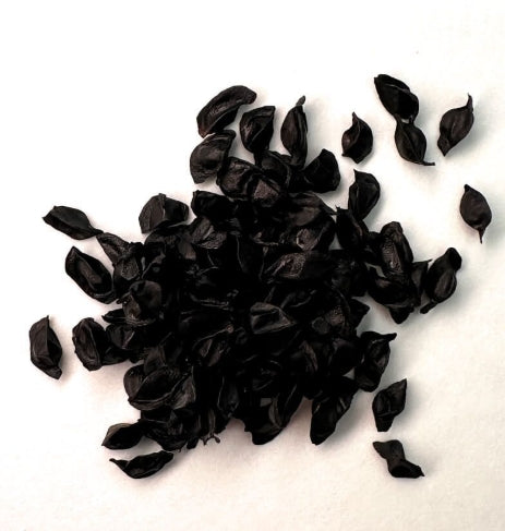 Aloe andringitrensis seeds