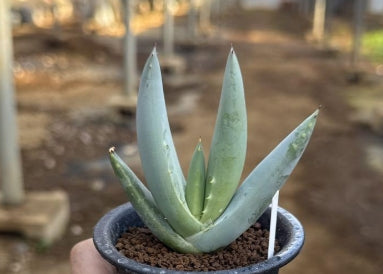 Aloe asperifolia seeds