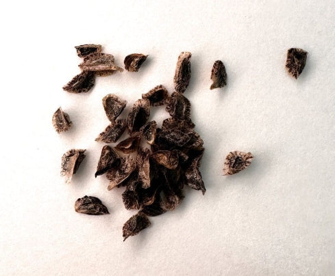 Aloe capitata var. quartziticola seeds