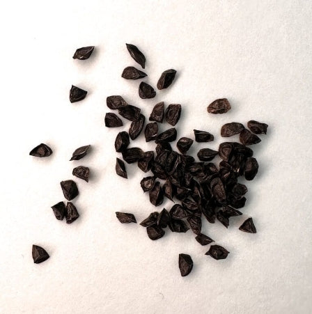 Aloe conifera seeds