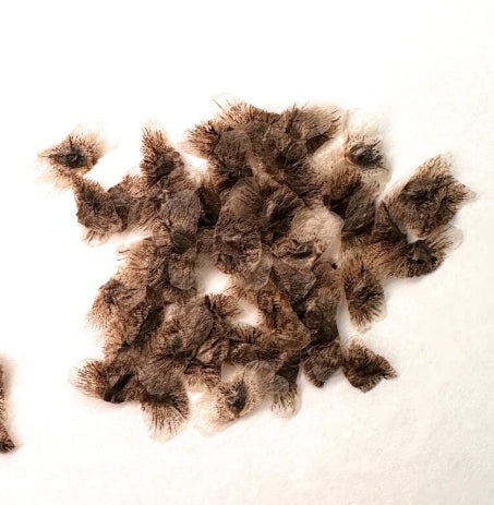 Aloe divaricata seeds