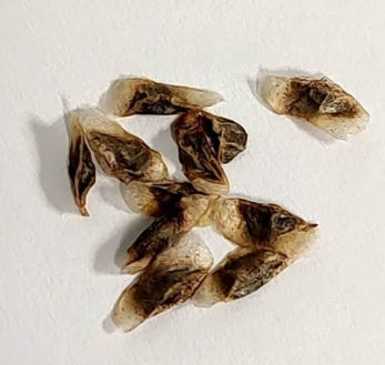 Aloe harlana seeds