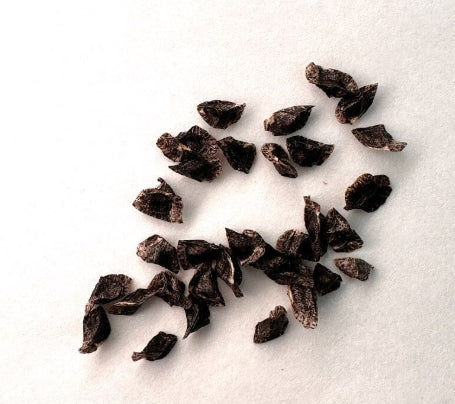 Aloe newtonii seeds
