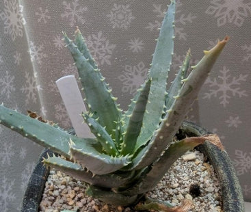 Aloe pillansii seeds