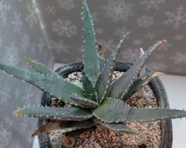 Aloe pillansii seeds