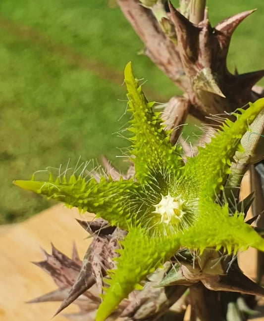Angolluma dummeri seeds