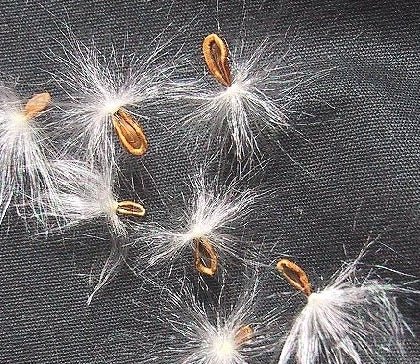 Angolluma Deflersiana seeds