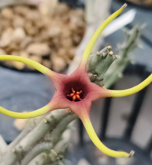 Angolluma lugardii seeds
