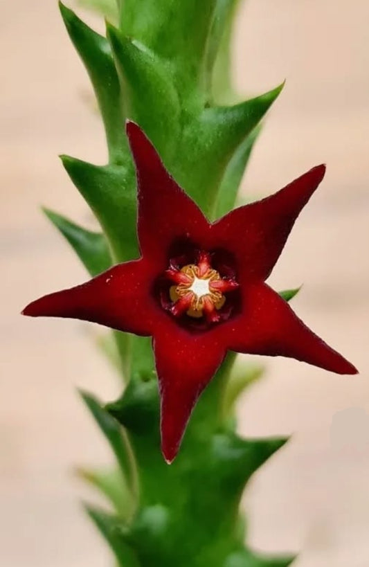 Angolluma taitica seeds