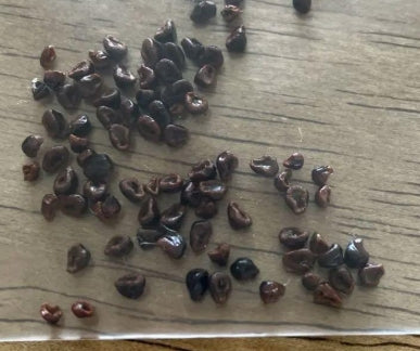 Astrophytum "Kabuto" seeds