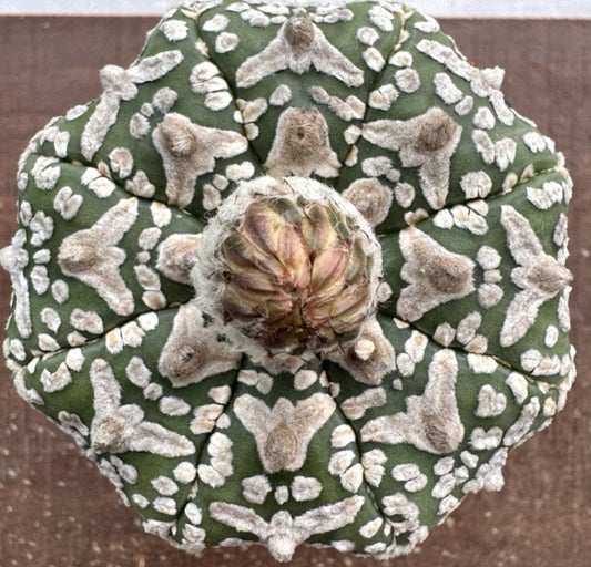 Astrophytum asterias seeds