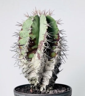 Astrophytum ornatum seeds