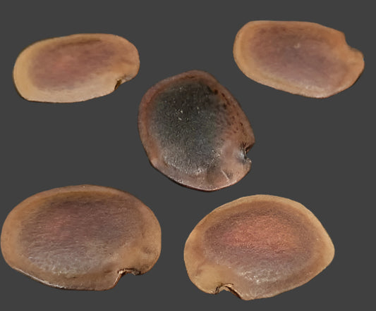 Bauhinia aureifolia seeds