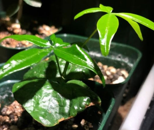 Bombax rhodognaphalon seeds