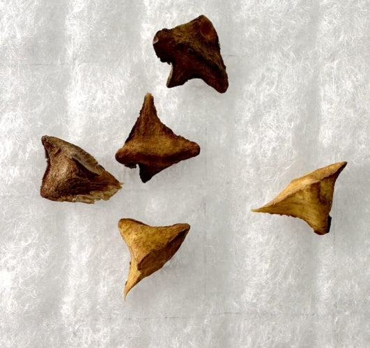 Boswellia ameero seeds