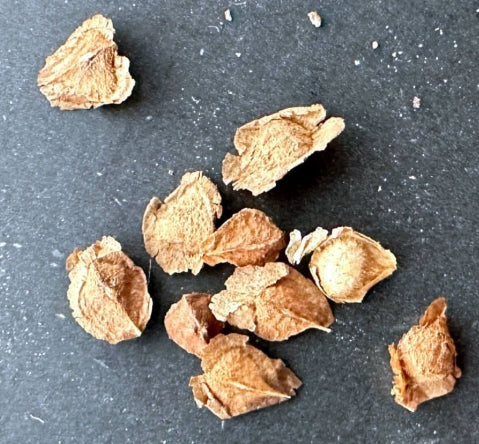 Boswellia asplenifolia × Nana seeds