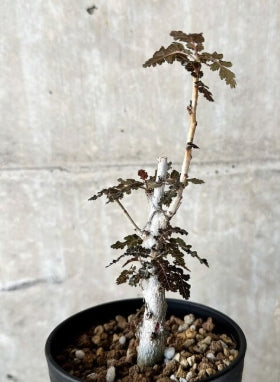 Boswellia asplenifolia × Nana seeds