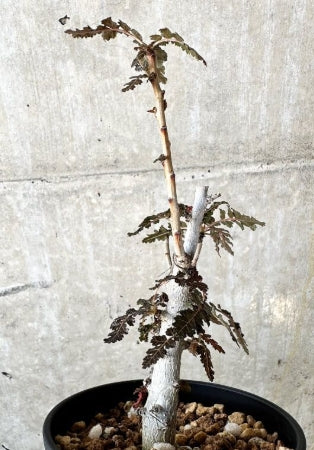 Boswellia asplenifolia × Nana seeds