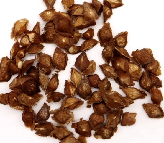 Boswellia nana seeds