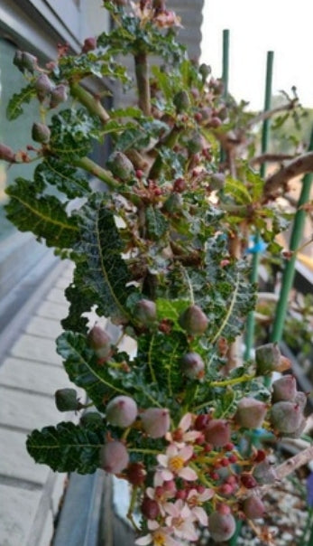 Boswellia nana seeds